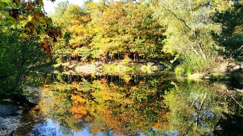Reflection of trees in water