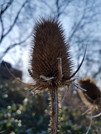 Close-up of dry leaf on branch