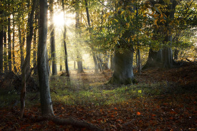 Sunlight streaming through trees in forest