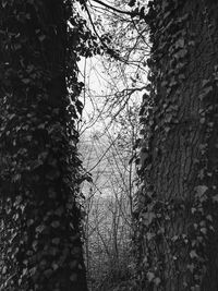 Low angle view of bare tree in forest