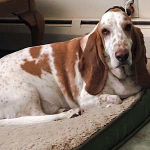 Close-up of dog resting