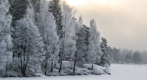 Trees on snow covered landscape