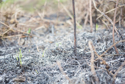 Close-up of dry plants on field