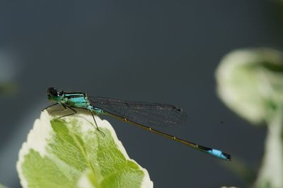 Close-up of damselfly on leaf