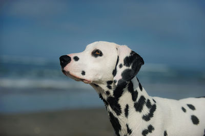 Close-up of animal