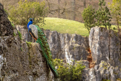 Close-up of peacock on tree trunk