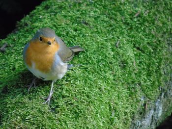 Close-up of bird perching on grass