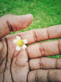 Close-up of hand holding flower