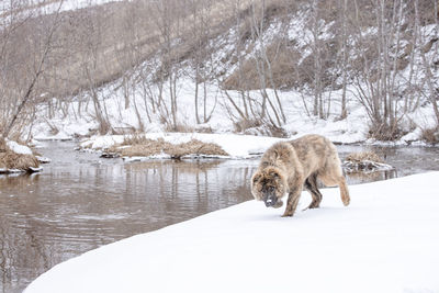 Dog on snow covered landscape during winter