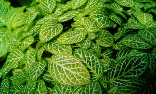 Full frame shot of fresh green plants