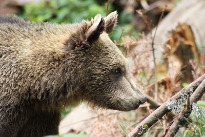 Close-up of bear  in forest