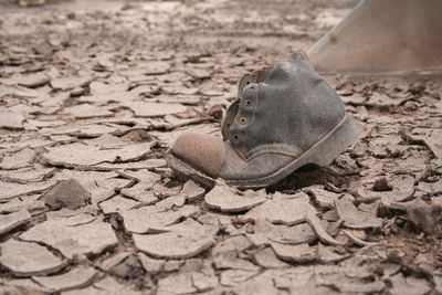 Close-up of lizard on sand