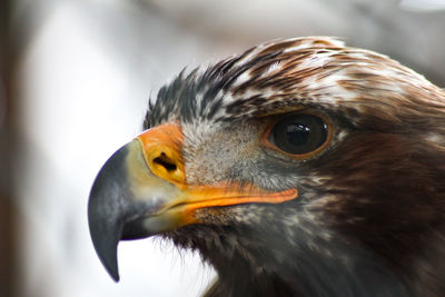 Close-up of a bird