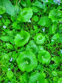 Full frame shot of water drops on leaves in field