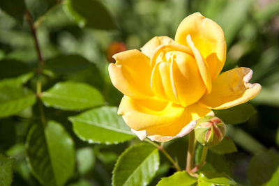 Close-up of yellow rose