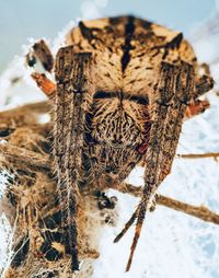 Close-up of spider