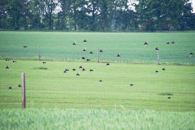 Flock of birds flying over grassy field