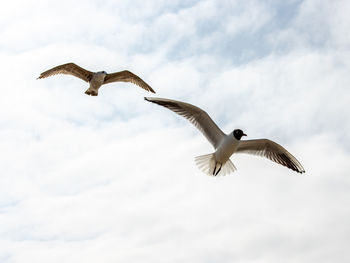 Low angle view of seagull flying