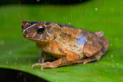 Close-up of frog on leaf