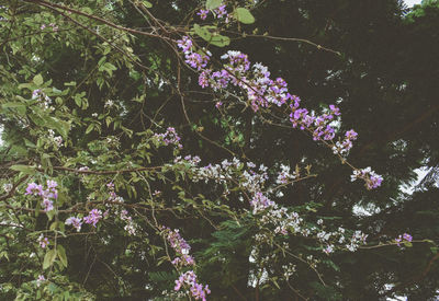 Low angle view of purple flowering tree