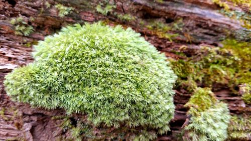 High angle view of succulent plant on field