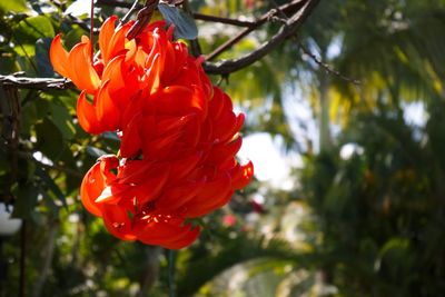 Close-up of red rose flower