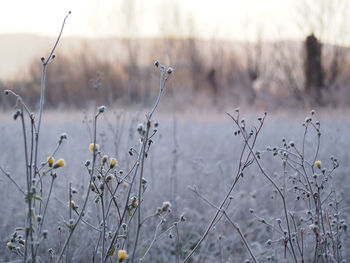 Close-up of wilted plant on field