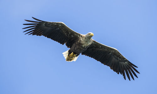 Low angle view of sea eagle flying against clear blue sky