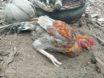 High angle view of a bird