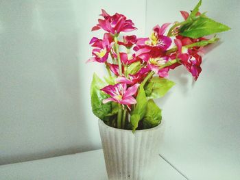 Close-up of pink flowers against wall