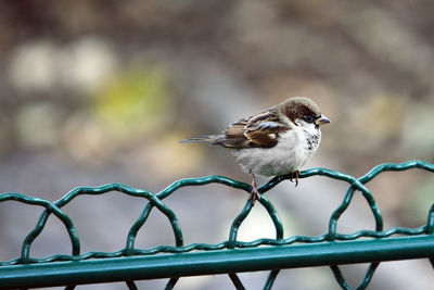 Close-up of sparrow perching on fence