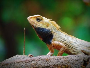 Close-up of lizard on rock