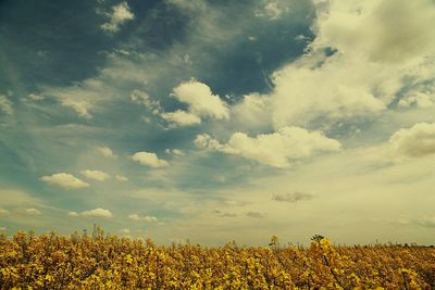 Scenic view of field against cloudy sky