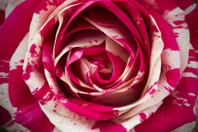 Close-up of pink rose
