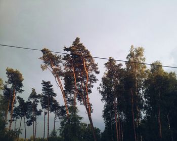 Low angle view of trees against sky