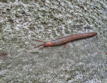 High angle view of a lizard