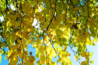 Low angle view of yellow leaves on tree against sky
