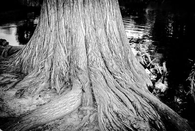 Close-up of tree trunk by lake