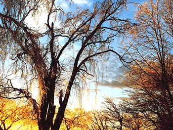 Low angle view of trees in forest against sky