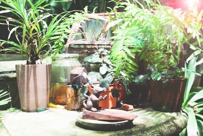 Close-up of potted plants