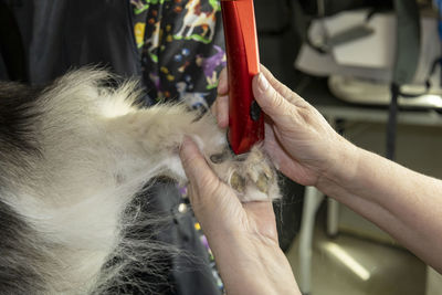 A groomer used trimmers to shave between the pads of a paw of an alaskan malamute