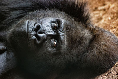 Portrait of black cat in zoo