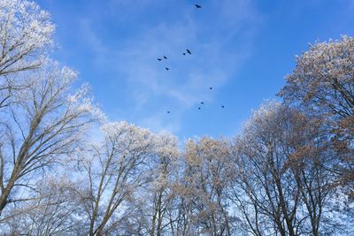 Low angle view of birds flying against sky