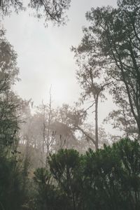 Low angle view of trees in forest against sky