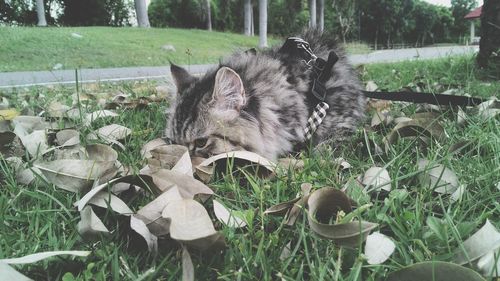 Cat in grass