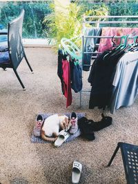 Dog relaxing on seat