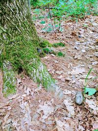 Close-up of dry plants on field in forest