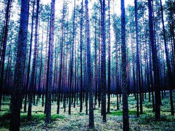 Panoramic shot of trees in forest