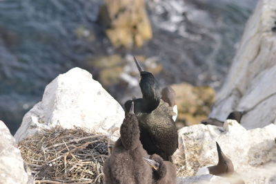 Close-up of birds on rock