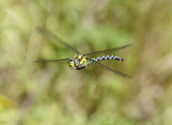 Close-up of  dragonfly in flight. 